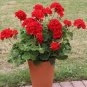 Geranium Seeds Variegated Red Flowers with Colorful Leaves 200 Seeds