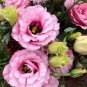 Eustoma Grandiflorum Seeds Water Pink Double Flowers Hybrid 200 Seeds