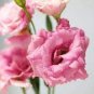 Eustoma Grandiflorum Seeds Water Pink Double Flowers Hybrid 200 Seeds