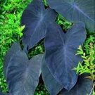 Alocasia Macrorrhiza Green Giant Taro Bonsai Seeds Dark Green Color 40 Seeds
