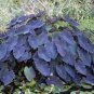 Alocasia Macrorrhiza Green Giant Taro Bonsai Seeds Dark Green Color 40 Seeds