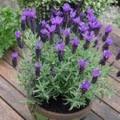 Purple ‘Pinus tatarica’ Simulation Flower Artificial Plant 2 Seeds