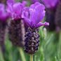 Purple &acirc;��Pinus tatarica&acirc;�� Simulation Flower Artificial Plant 2 Seeds