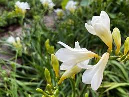 Gorgeous Freesia Seeds Yellowish White Flowers Hardy Plants 200 Seeds