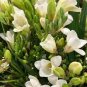 Gorgeous Freesia Seeds Yellowish White Flowers Hardy Plants 200 Seeds