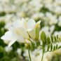 Gorgeous Freesia Seeds Yellowish White Flowers Hardy Plants 200 Seeds