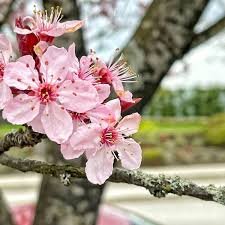Pink Bonsai Sakura Seeds Garden Sakura Japanese Cherry Blooms Flower 20 Seeds