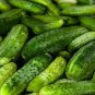 Boston Pickling Cucumber 10 Seeds