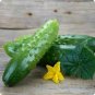 Boston Pickling Cucumber 10 Seeds