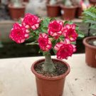 Adenium Seeds 5-in-1 Colors on the Tree Desert Rose Flowers 10 Seeds