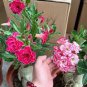 Adenium Seeds 5-in-1 Colors on the Tree Desert Rose Flowers 10 Seeds