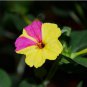 Jasmine Mirabilis Flower Seeds Yellow and Hot Pink Petals Flowers 40 Seeds