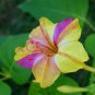 Jasmine Mirabilis Flower Seeds Yellow and Hot Pink Petals Flowers 40 Seeds