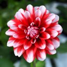 Dahlia Flower Seeds Big Blooms Dark Red White Double Petails 200 Seeds