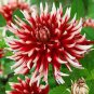 Dahlia Flower Seeds Big Blooms Dark Red White Double Petails 200 Seeds