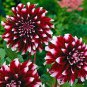 Dahlia Flower Seeds Big Blooms Dark Red White Double Petails 200 Seeds