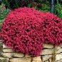 Dark Red Creeping Thyme Flower Seeds Rock CRESS Perennial Ground Cover Flowers 400 Seeds