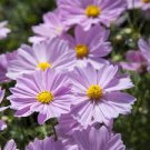 Cosmos Flower Seeds Acid Blue Double Flowers with Purple-Black Centre 200 Seeds