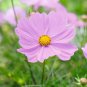 Cosmos Flower Seeds Acid Blue Double Flowers with Purple-Black Centre 200 Seeds