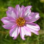 Cosmos Flower Seeds Acid Blue Double Flowers with Purple-Black Centre 200 Seeds
