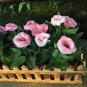 Eustoma Bonsai Seeds Mixed Colors Bonsai Perennial Flowering Plants 200 Seeds