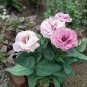 Eustoma Bonsai Seeds Mixed Colors Bonsai Perennial Flowering Plants 200 Seeds