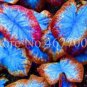 Thailand Caladium Seeds Burnt Rose Elephant Ear Flower Blue-Brown-Rose Red Triple Colors 200 Seeds
