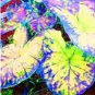 Thailand Caladium Seeds Burnt Rose Elephant Ear Flower Yellow-Blue-Pink Triple Colors 200 Seeds