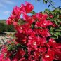 Mixed Bougainvillea Seeds Perennial White Dark Red Red Orange Pink Flowers 20 Seeds