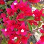 Mixed Bougainvillea Seeds Perennial White Dark Red Red Orange Pink Flowers 20 Seeds