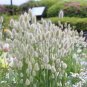 Bunny Tails Lagurus Ovatus Seeds Spring Ornamental Grasses 40 Seeds