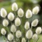 Bunny Tails Lagurus Ovatus Seeds Spring Ornamental Grasses 40 Seeds
