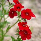 Phlox Drummondii Seeds Dark Red Flowers 200 Seeds