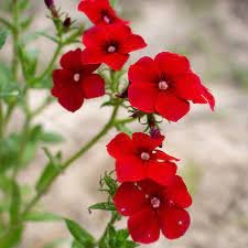 Phlox Drummondii Seeds Dark Red Flowers 200 Seeds