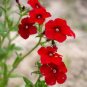 Phlox Drummondii Seeds Dark Red Flowers 200 Seeds