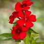 Phlox Drummondii Seeds Dark Red Flowers 200 Seeds
