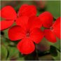 Phlox Drummondii Seeds Dark Red Flowers 200 Seeds