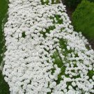 Rock CRESS Seeds Creeping Thyme Flores 200 Seeds