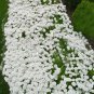 Rock CRESS Seeds Creeping Thyme Flores 200 Seeds