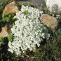 Rock CRESS Seeds Creeping Thyme Flores 200 Seeds