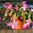 MIXED Zygocactus Truncatus 400 Seeds