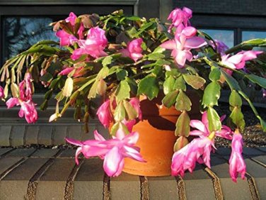 MIXED Zygocactus Truncatus 400 Seeds