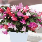 Rainbow Zygocactus Truncatus 400 Seeds