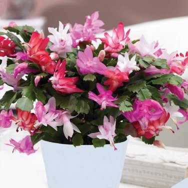 Rainbow Zygocactus Truncatus 400 Seeds