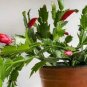 Rainbow Zygocactus Truncatus 400 Seeds