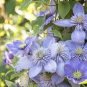 Acid Blue Clematis Seeds Perennial Climbing Flowers with White-Brown Centre 200 Seeds
