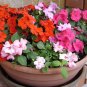 MIXED Impatiens Balsamina Seeds Red White Pink Flowers 40 Seeds
