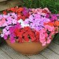 MIXED Impatiens Balsamina Seeds Red White Pink Flowers 40 Seeds