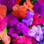 MIXED Impatiens Balsamina Seeds Red White Pink Flowers 40 Seeds