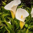 Colorful Zantedeschia Aethiopica 200 Seeds